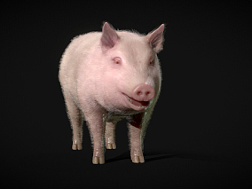 家畜 猪 家猪 公猪 母猪 畜牧 牲口 猪崽 白皮猪 写实猪 牲畜 动物 3d模型
