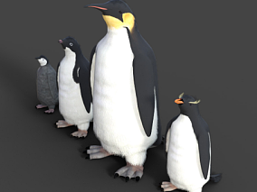南极企鹅 帝企鹅 斯岛黄眉企鹅 阿德利企鹅 企鹅幼崽 南极动物