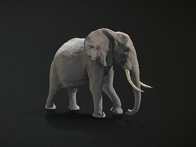 写实大象 泰国大象 非洲大象 中国大象 大象 野生大象 长鼻象 动物 3d模型