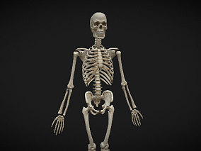 骷髅怪 人体骨架 骷髅头 游戏模型 骷髅兵 怪物骷髅士兵 骷髅战士 3d模型