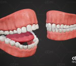 PBR 牙齿 口腔 人体模型 医用牙齿口腔 舌头 牙齿 牙龈 牙床
