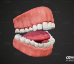 PBR 牙齿 口腔 人体模型 医用牙齿口腔 舌头 牙齿 牙龈 牙床