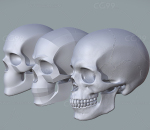人类头骨    头骨研究入门包  头骨  颅骨 人头骨  骨骼 骷髅  人体雕像 艺术品
