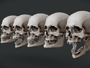 各种男性头骨（低多边形和高多边形可用）  男性头骨  头骨 骷髅 骷髅头  骨骼   人类头骨  脑