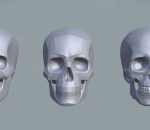 人类头骨    头骨研究入门包  头骨  颅骨 人头骨  骨骼 骷髅  人体雕像 艺术品