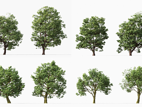 景观树 住宅景观树 树 植物 3D模型