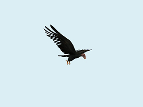 秃鹰 秃鹫 鸟类 飞禽 猛禽 食腐动物 腐肉 老鹰 动物 写实秃鹫