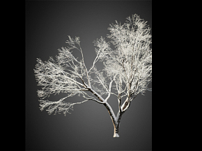 枯树树 雪树 被雪覆盖的树 冬季的树