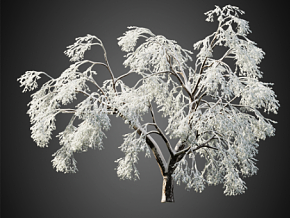 雪中的树 雪树 被雪覆盖的树 冬季的树 雪地树木雪天枯树冬季树木老树 (19) CR渲