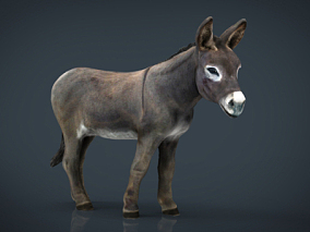 驴 小毛驴 骡子 野驴 驴马 畜生 牲畜3D扫描模型