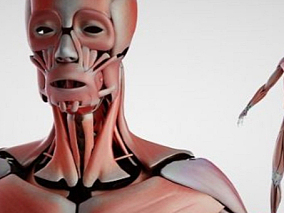 人体解剖 骨骼 医用解剖 肌肉人体 人体结构 筋腱 医学模型 解剖人体 男人体01
