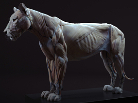 狮子肌肉解剖 骨骼 狮子内脏 狮子 母狮 公狮 狮群 非洲 草原 食肉动物01