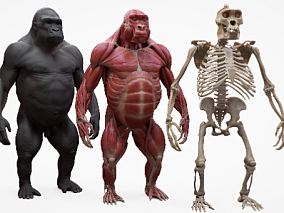 大猩猩3D模型 骨骼模型