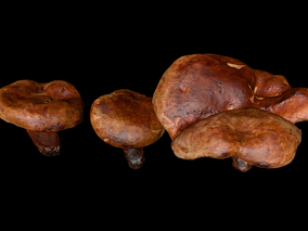 野生蘑菇模型 菌类模型 红色的蘑菇模型 野生菇模型