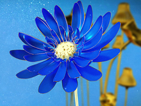 蓝色花朵、雏菊【有动画】【有绑定】