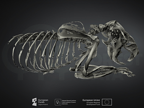 欧洲仓鼠 动物骨头 扫描模型