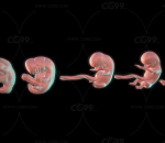 婴儿 胎儿 发育模型 孕期 胚胎 生殖 子宫 哺育 哺乳 孕妇 子宫 妇产科 孕期 生育 受精