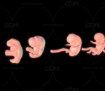 婴儿 胎儿 发育模型 孕期 胚胎 生殖 子宫 哺育 哺乳 孕妇 子宫 妇产科 孕期 生育 受精