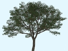 植物 树木 山楂无毛变种