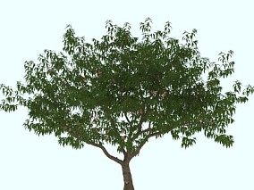 植物 树木 桃树