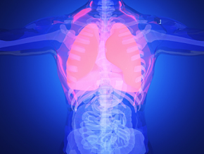 人体肺 人体医疗结构背景 人体 器官 医疗解剖 医学动画 血管系统 人体结构 肌肉组织 骨骼神经