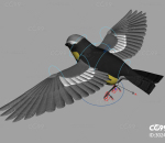 鸟 黑色小鸟 带绑定控制器 卡通小鸟麻雀