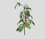 番茄植株  西红柿  植物  植被