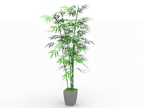 文竹 盆栽 植物