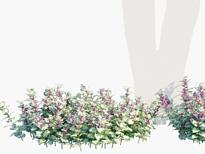 紫花野芝麻 鲜花模型 花卉模型 花朵模型