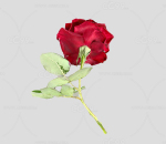 红玫瑰  玫瑰 玫瑰花 扫描玫瑰 写实玫瑰花 扫描花 花