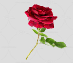 红玫瑰  玫瑰 玫瑰花 扫描玫瑰 写实玫瑰花 扫描花 花