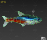 霓虹鱼，带动作，灯鱼 ，鱼，海鱼 红绿灯鱼 淡水鱼