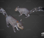 次世代 花栗鼠 松鼠 鼠类 地松鼠 动物 哺乳动物 啮齿动物 田鼠 松鼠 臭鼬 黄鼠狼 带多套动画