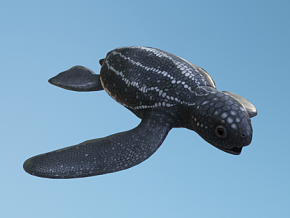 海龟宝宝 动物 生物 水生物 海洋