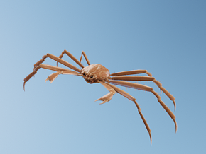 蜘蛛蟹 动物 生物 水生物 海洋