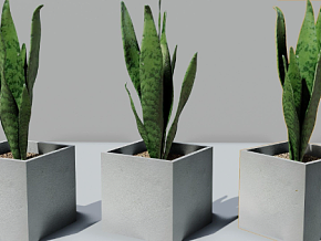 盆栽植物 蕨类 写实风格 3D模型