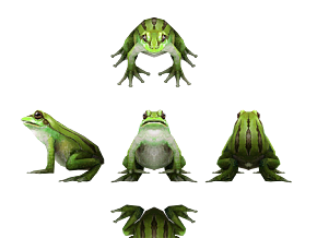 动物 青蛙  两栖动物 树蛙  绿皮蛙