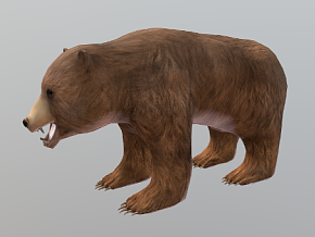 棕熊 熊 野熊 动物 野生动物