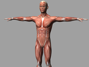 肌肉人体 人体结构 筋腱 医学模型 解剖人体 男人体 女人体 未成年人 孩童