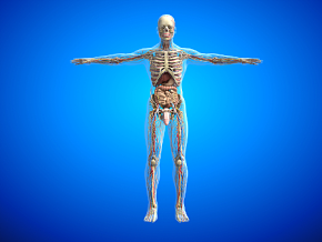 男人体结构 人体内脏 人体组织 医学模型 骨骼系统 呼吸系统 消化系统 生殖系统 神经系统 循环系统
