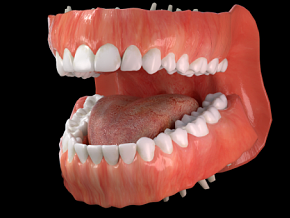 【口腔牙齿牙床】 成人牙齿 恒牙 每颗牙齿口腔科医生都确认过