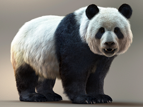 大熊猫 动物 国宝 XGEN-CORE渲染