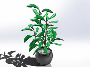 盆栽植物 写实 现代 植物 环境 装饰