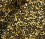 UE5 写实枯叶地面贴图 材质贴图 落叶 植物贴图 材质球 地形