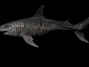 鲨鱼  鱼类  海洋生物  写实
