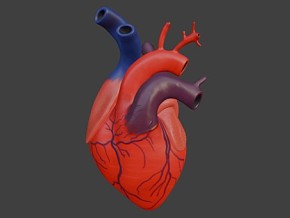 心 心脏 人体器官 人体组织 生物结构 心脏结构