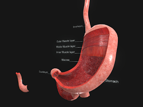 人体胃部结构 人体解剖 人体器官 胃解剖 PBR材质 医学模型