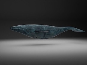 鲸鱼  哺乳动物  生物  写实