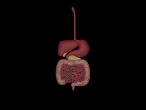 肠胃  脏器  器官  人体  卡通