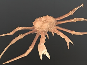 3D扫描巨蟹 超精细 写实 阿拉斯加帝王蟹 岩蟹 巨型海蟹